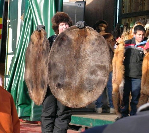 A young woman on an Alaska Trappers Association outdoor stage holding up two large, round, stiff beaver pelts, one in each hand.