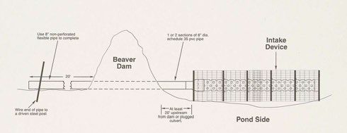 A graphic showing how to install PVC pipe through a beaver dam to allow water taken from a body of water to keep flowing beyond the dam.