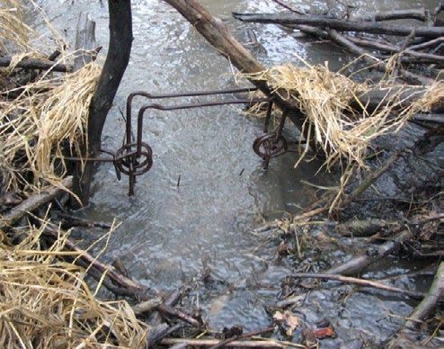 A metal trap half-submerged in a beaver run with the top tips of the two prongs of the trigger just above the water line. 