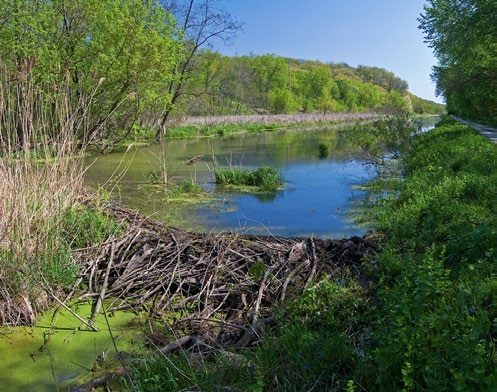 A dam in wooded area constructed of crisscrossed sticks blocking the flow of body of water in the background.