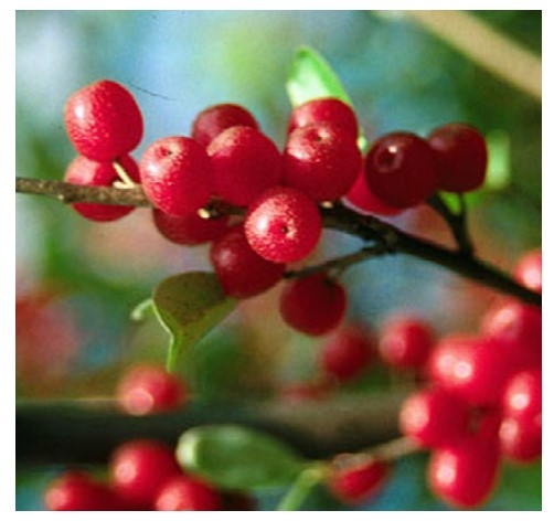 An up-close image of red berries surrounded by green leaves.