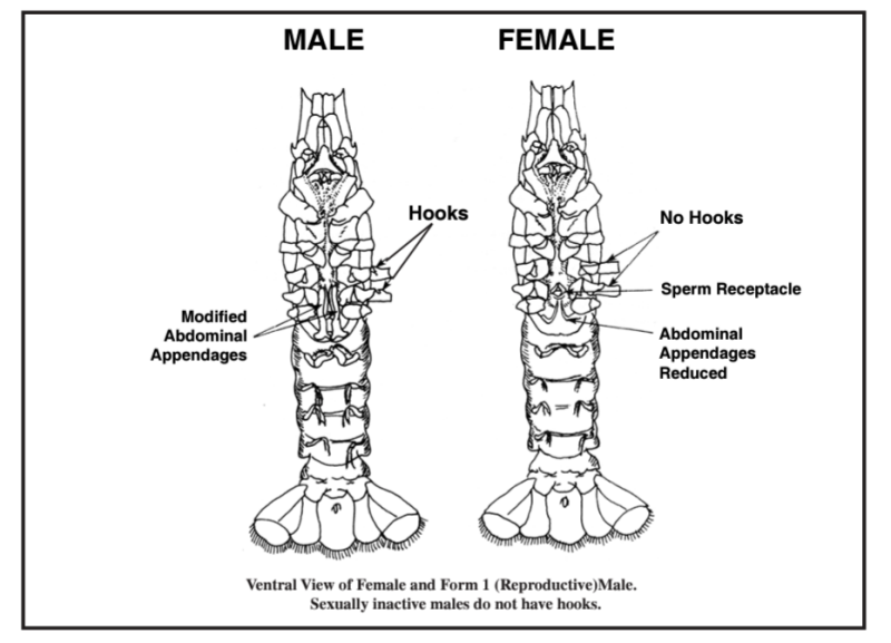 Diagram of the ventral view of female and form 1 (reproductive male. Sexually inactive males do not have hooks.