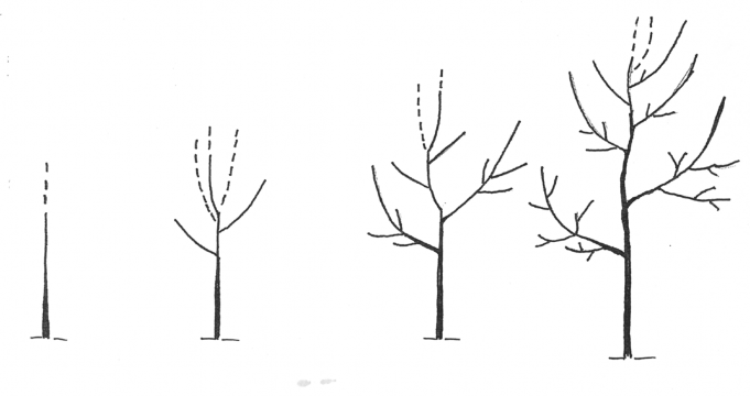 Four sketches of pruning pear trees to the modified leader form