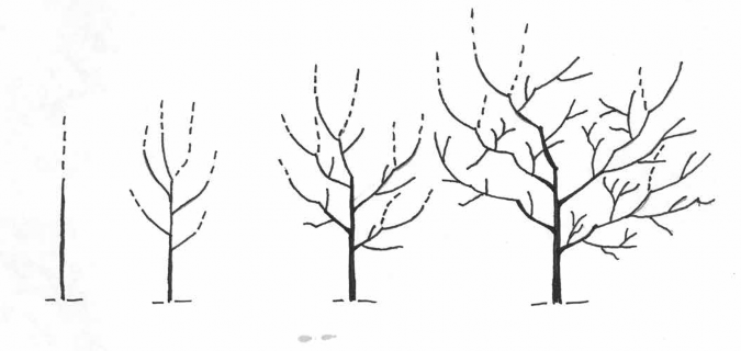 Four sketches of pruning pear trees to the central leader form