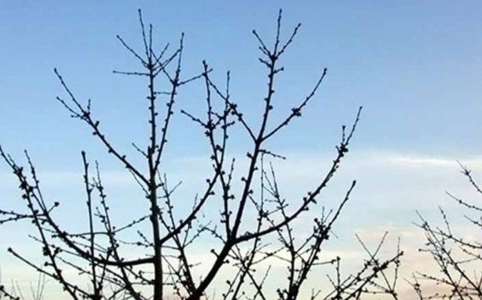 a photo of cherry tree branches
