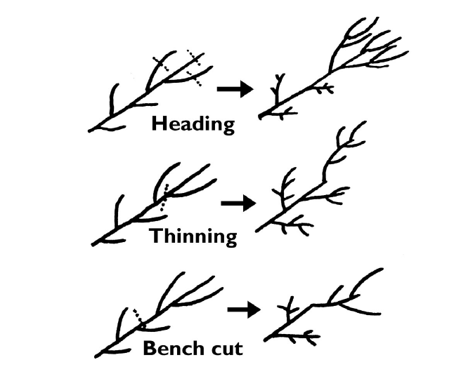 illustration showing three type of pruning cuts