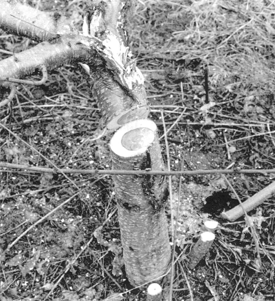 Black and white photo of a winter-injured peach tree 