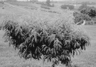Black and white photo of a peach tree with leaves