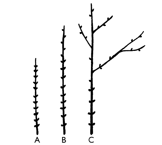 illustration of three branches with buds