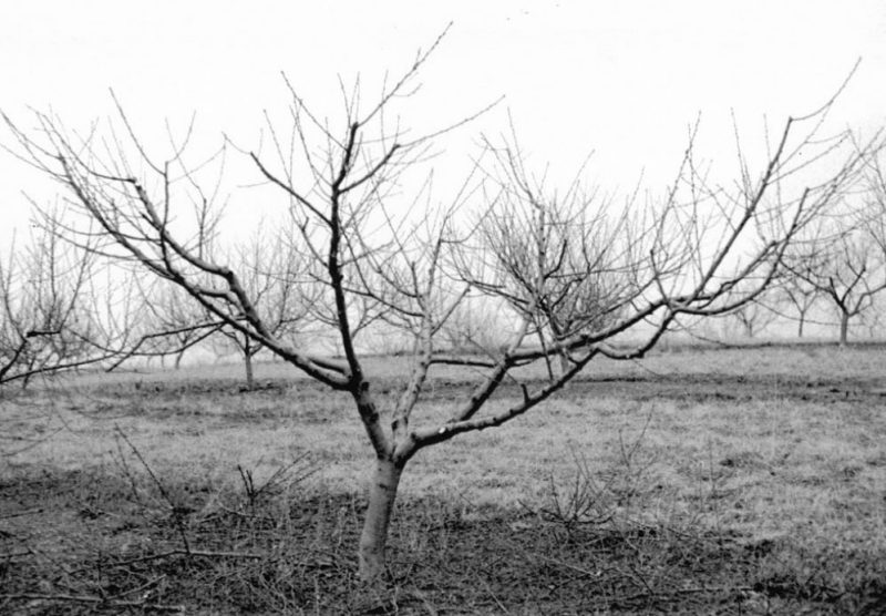 Black and white photo of a peach tree without leaves