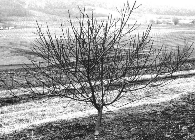 Black and white photo of a peach tree without leaves