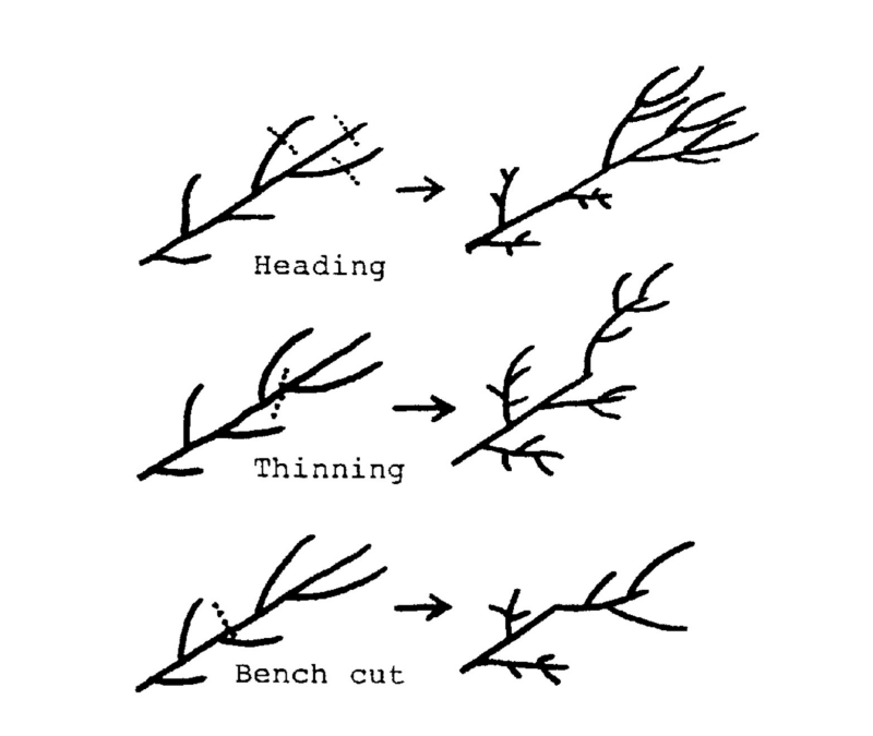 Illustration of three types of pruning cuts - heading, thinning, and bench out and their results