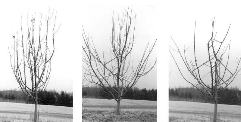 Three photos of a six-year-old tree before/after spreading and after pruning.