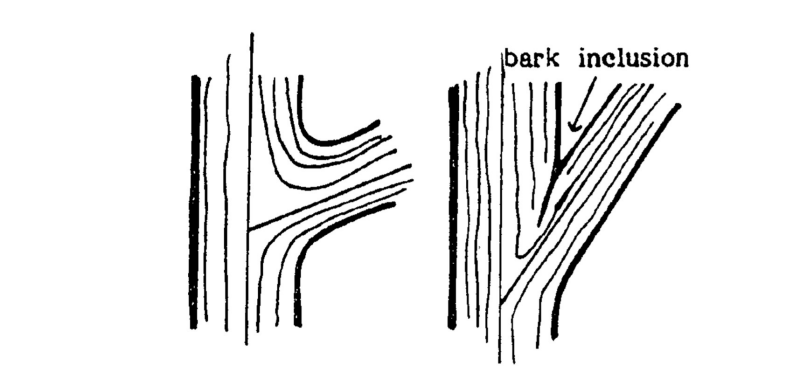 Two illustration comparing tree limbs crotch angle