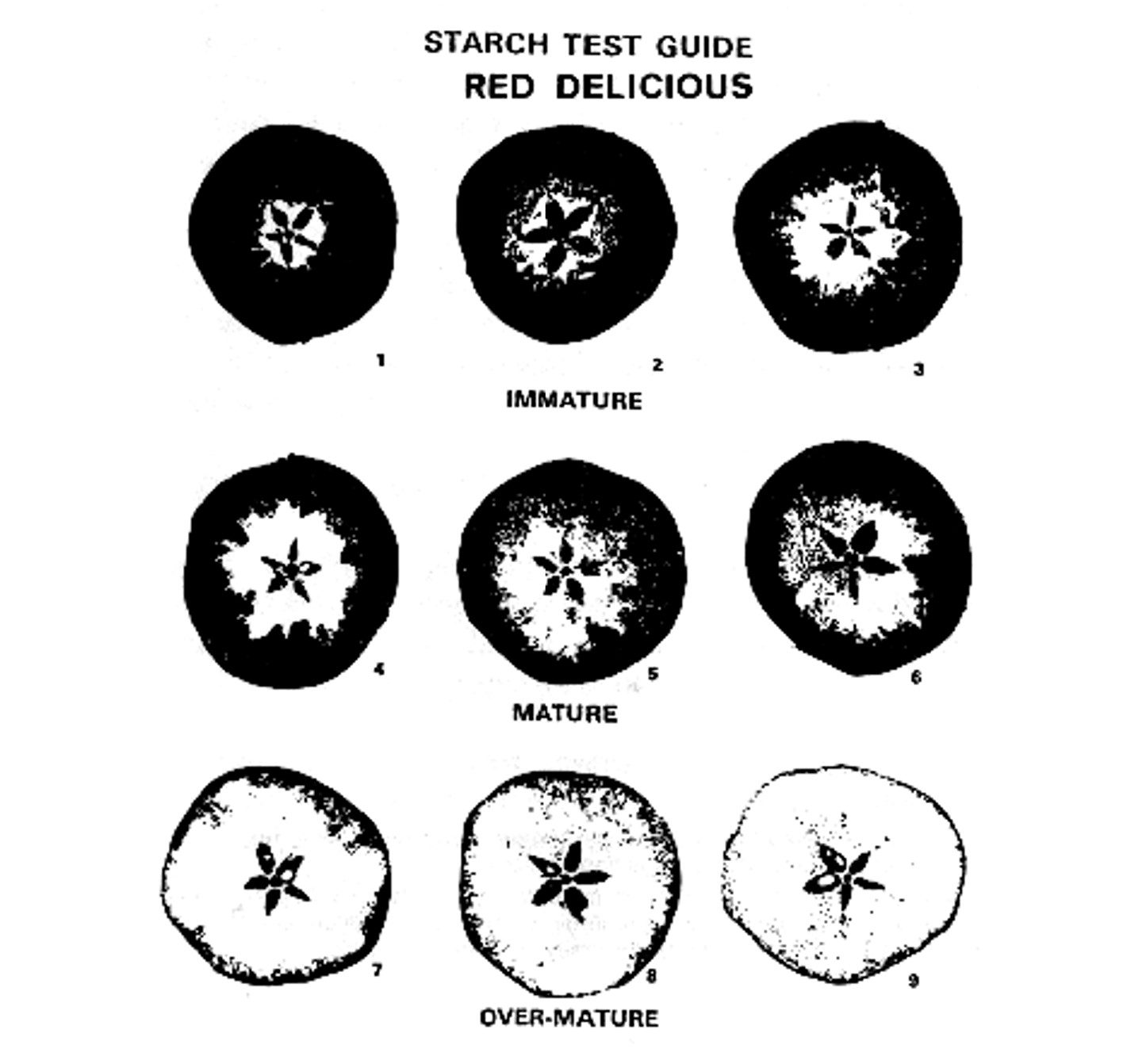 9 black and white images of Red Delicious indicating maturity