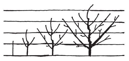 An illustration depicting a 5-wire trellis system with four trees of varying sizes.