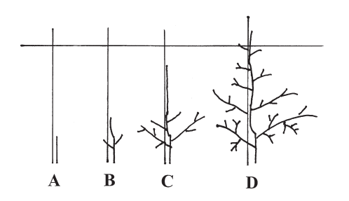 Illustration explaining the vertical axis system.