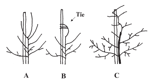 Illustration explaining slender spindle system.