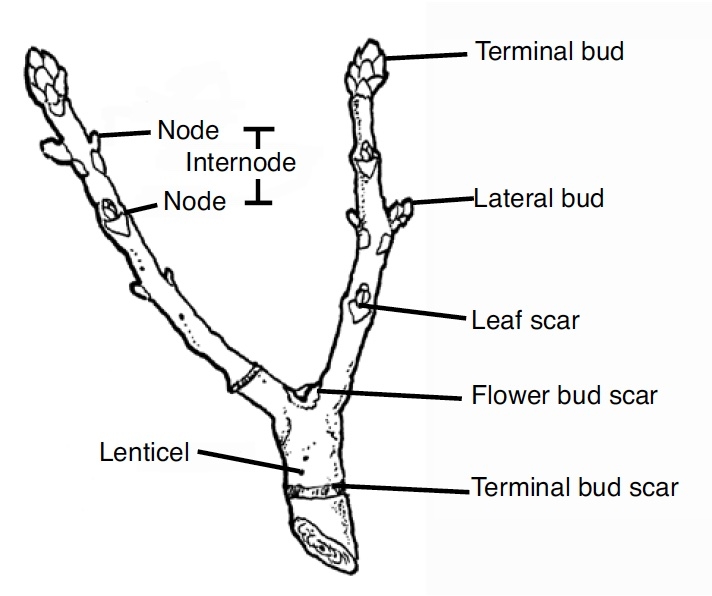 drawing of the sections of a limb