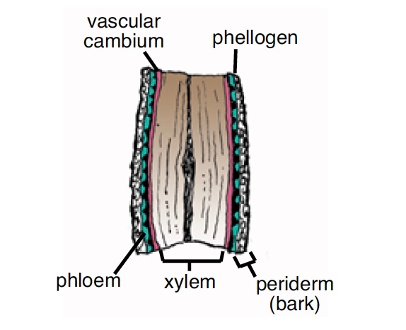 drawing of a cross section