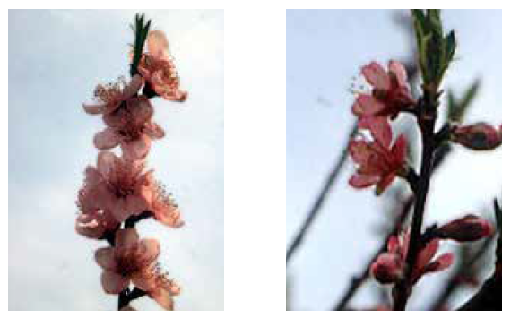 Left: showy blossoms, which are flowers with large pink petals. Right: Nonshowy blossoms with smaller redder petals.