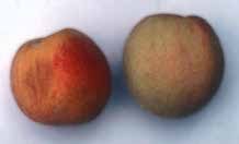 Photo of two peaches.