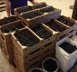 Photo of blackberries in containers stacked in layers