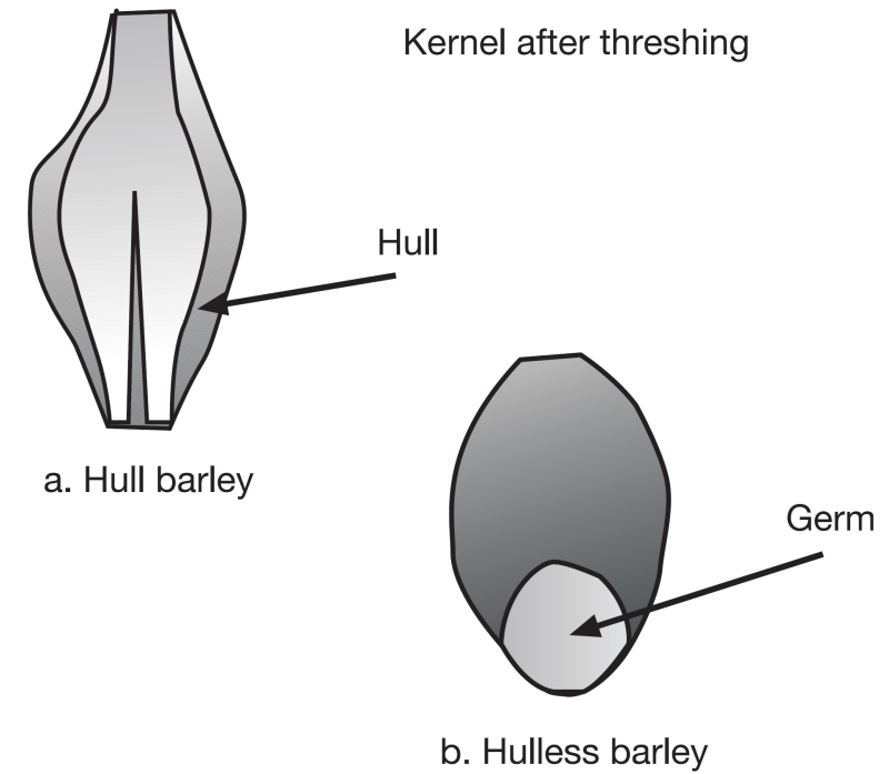 Hulled and hulless barley characteristics