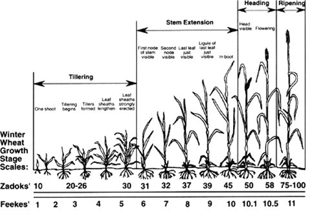 Growth stages of wheat according to the Zadoks and Feekes scales