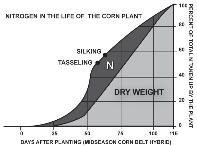 Nitrogen in the Life of the Corn Plant graph