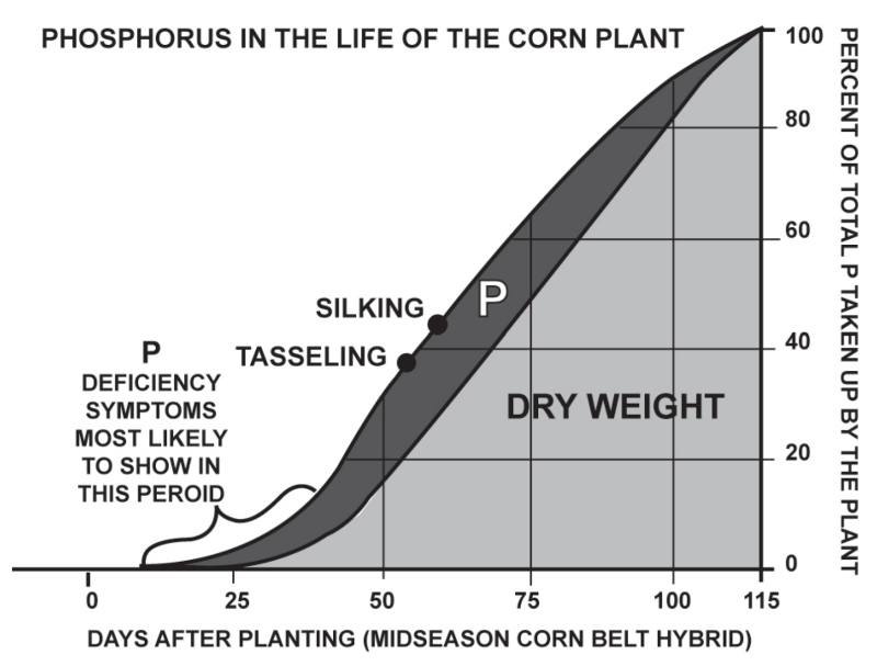 Phosphorus in the Life of the Corn Plant Graph