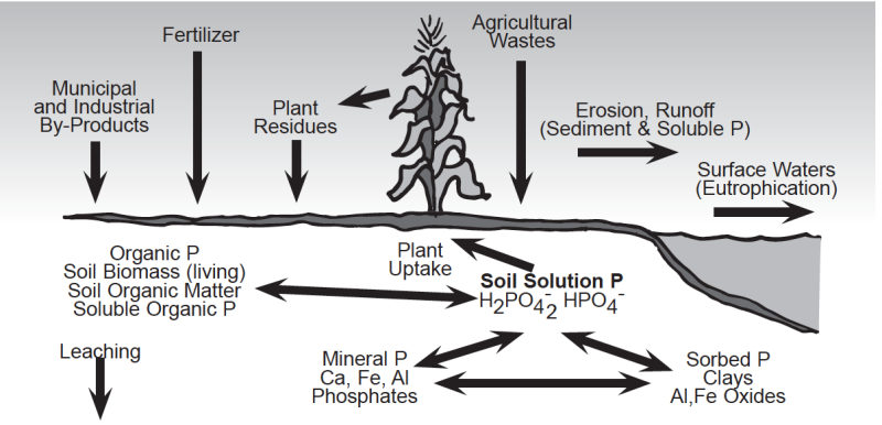 image explaining the soil phosphorus cycle