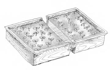 Illustration of seedling planted in a square container