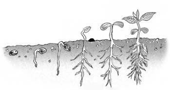 Illustration of six growing steps of a plant from a seed to seedling