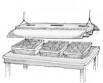 Illustration of seedling planted in three container under light