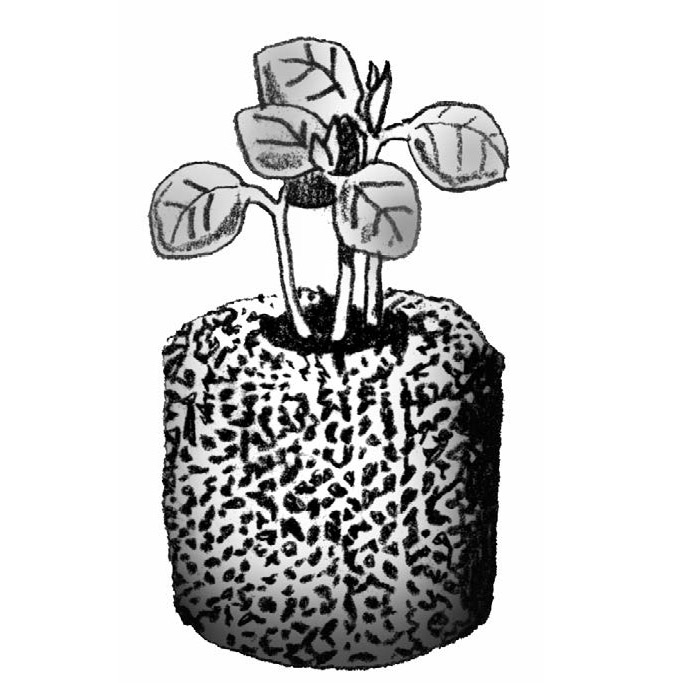 Illustration of potted seedling