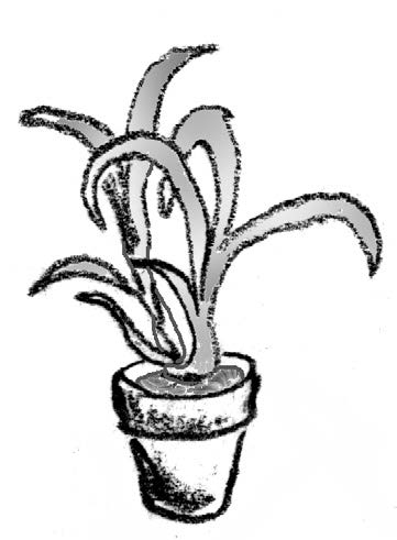 Illustration of a plant in a pot