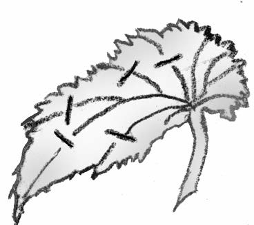 Illustration of splitting veins of a leaf