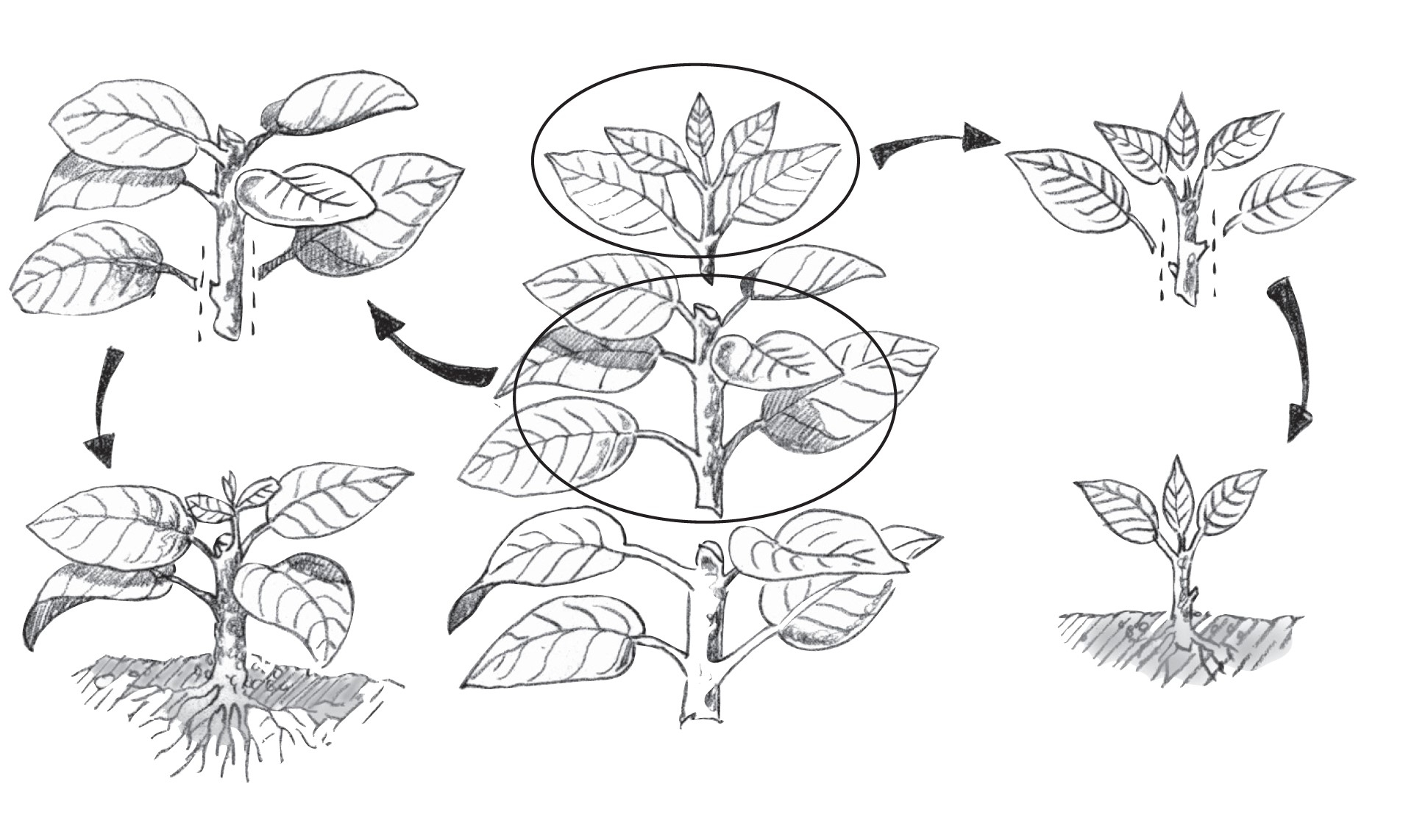 Illustration showing divisions of a plant and how to grow them
