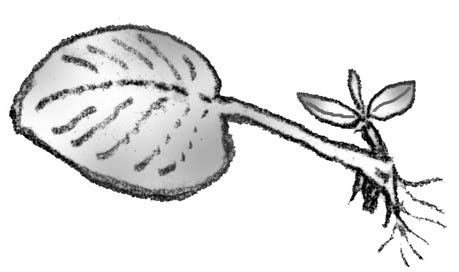 Illustration of whole leaf without petiole