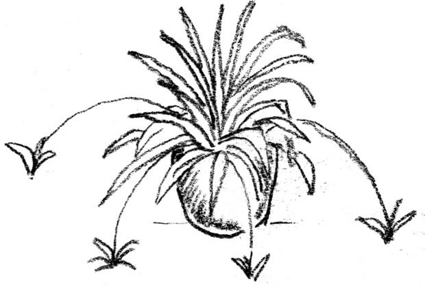 Illustration of a plant in a hanging basket 