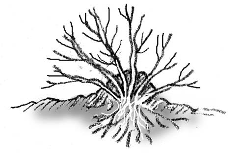 Illustration of mound layering
