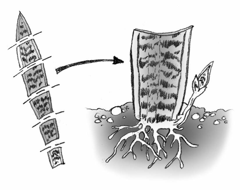 Illustration showing how to cut leaves and insert the cutting