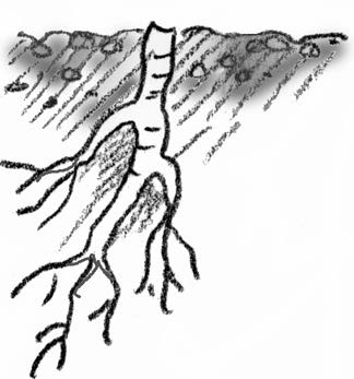 Illustration of a root
