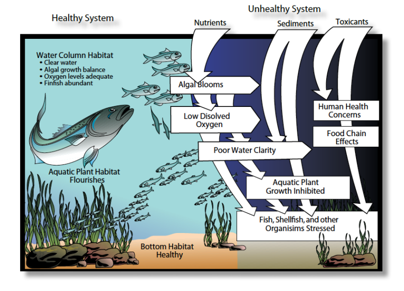 Illustration comparing healthy and un healthy system of watersheds