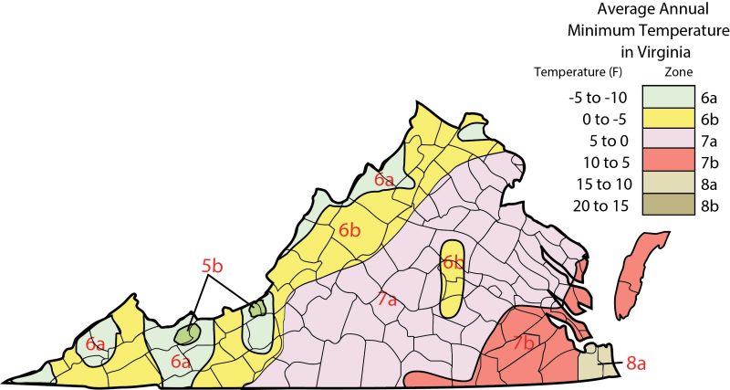 map of Virginia depicting the average annual minimum temperature in Fahrenheit. From west to east graduates from -5 to -10 zone 6a, 0 to -5 zone 6b, 5 to 0 zone 7a, 10 to 5 7b, 15 to 10 8a, 20-15 8b.