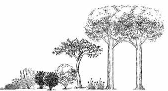 an illustration showing different levels of plants
