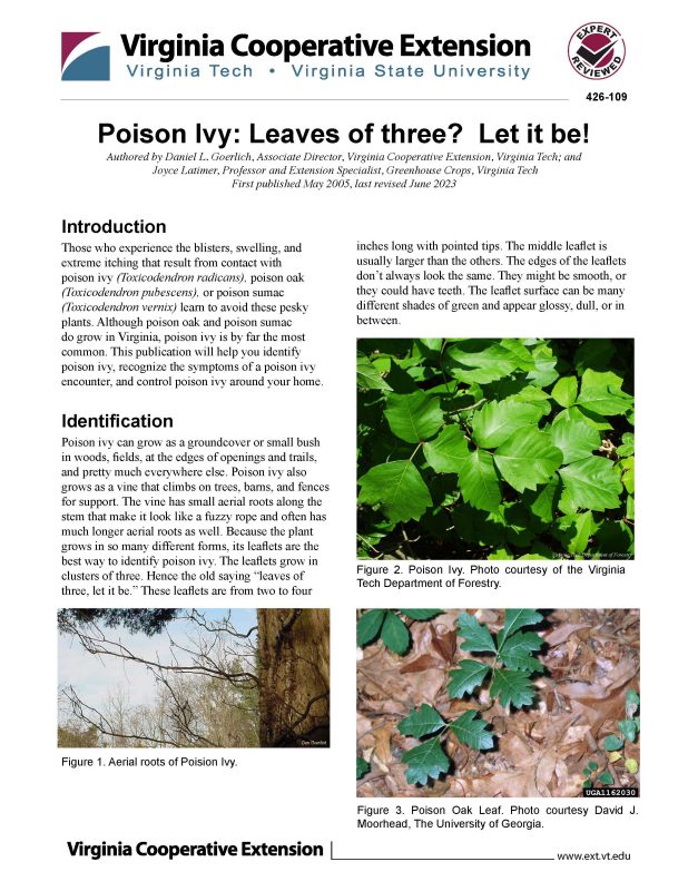 Poison Ivy Leaves Of Three Let It Be Vce Publications Virginia Tech