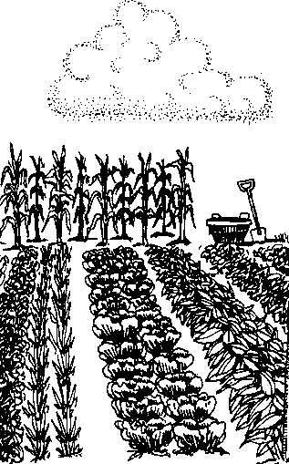 An illustration of a farm with various vegetables growing