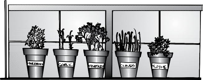 Illustration of marjoram, garlic, parsley, chives, and thyme in individual containers in front of a window